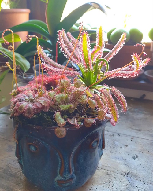 Octopus Plant