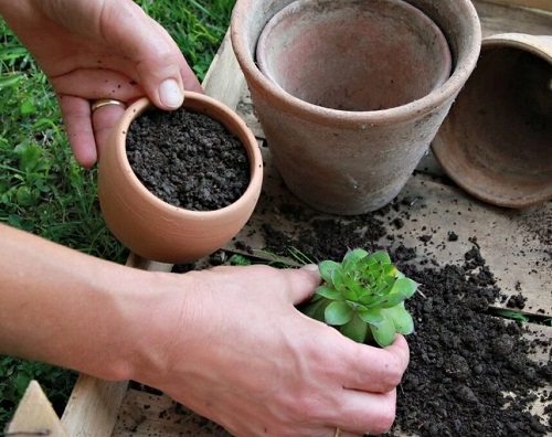 Ways to Propagate Hens and Chicks 1