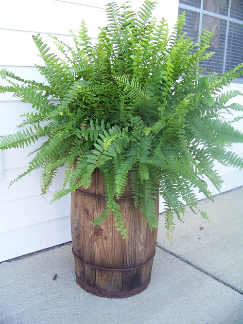 Whiskey Barrel Planters 7