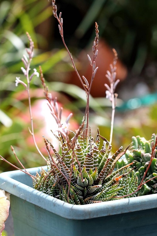 Succulent With White Flowers 19