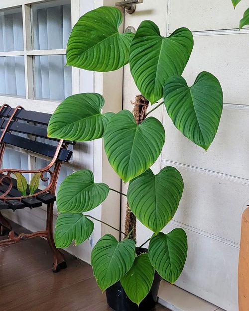 Philodendron Fuzzy Petiole 2