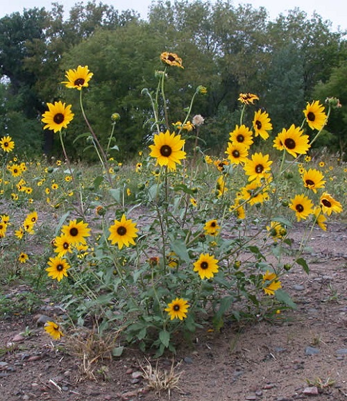 Yellow Wildflowers 17