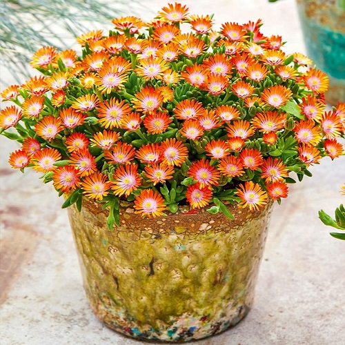 15 Stunning Plants That Are Succulent but You Never Knew! 6