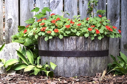 Whiskey Barrel Planters 17