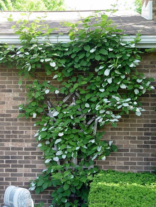 Shrubs That Climb 17