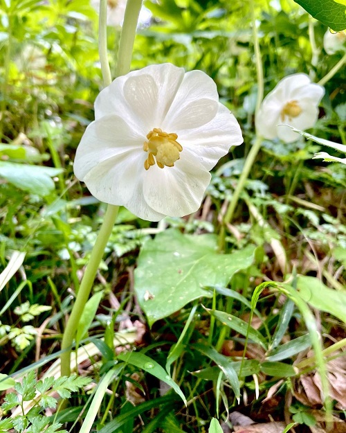 Spring Flowers in Michigan 13