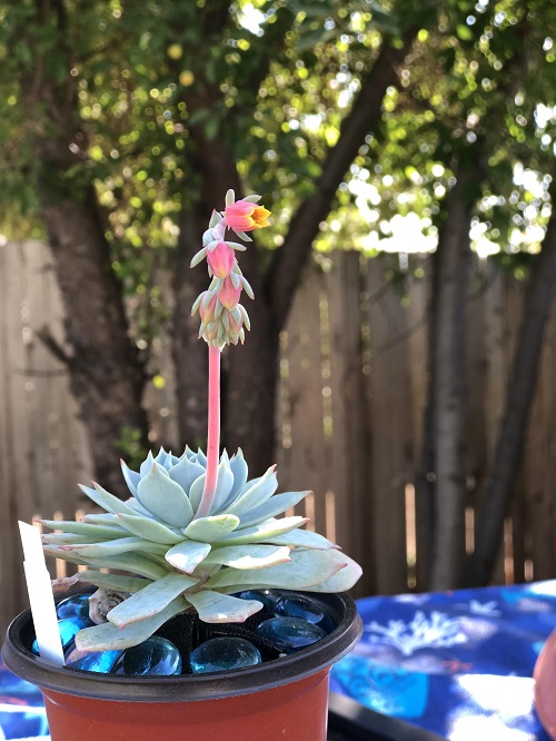 What To Do With A Succulent Flower Stalk