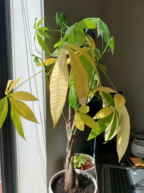 Money Tree Leaves Turning Yellow 2