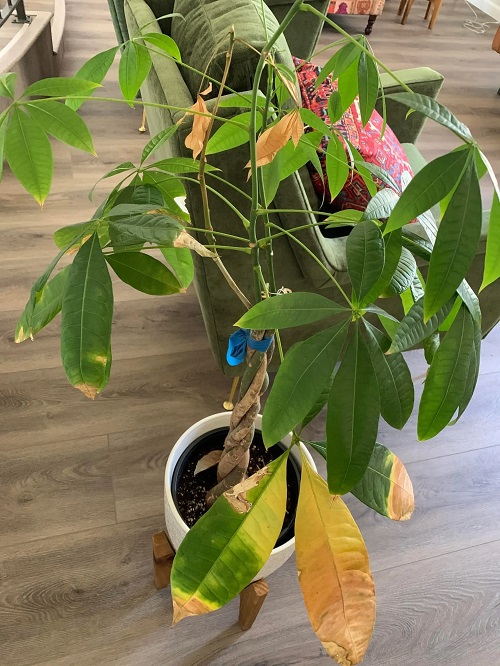 Money Tree Leaves Turning Yellow 4