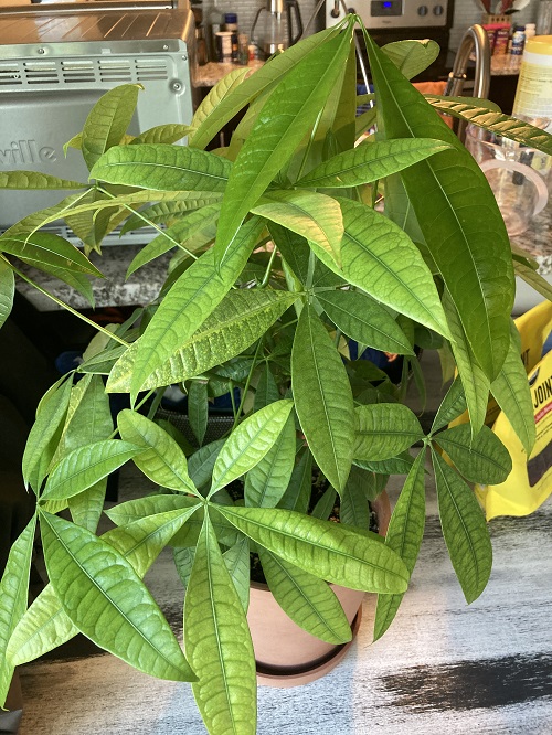 Money Tree Leaves Turning Yellow