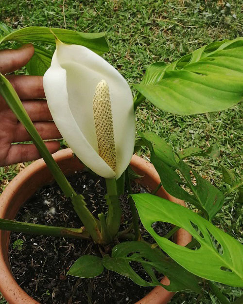 How to Get Your Monstera to Flower 3