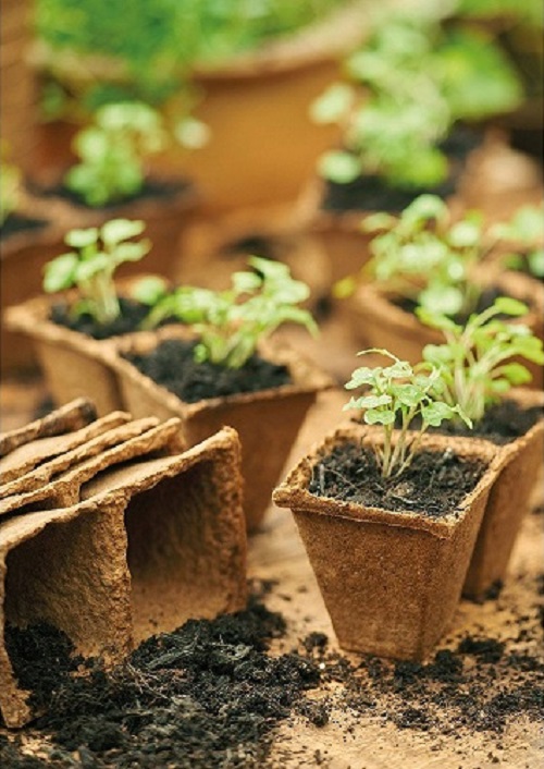 DIY Seed Trays and Pots Ideas 11