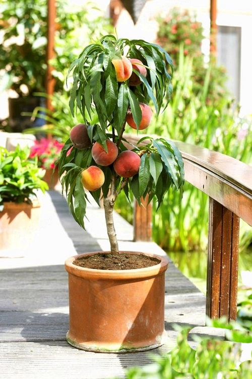 Dwarf Fruit Trees Under 6 Feet 2