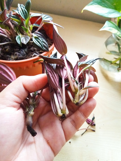 Peperomia Rosso 2