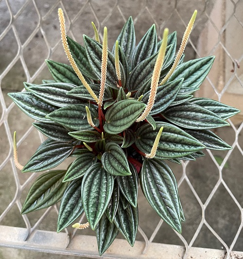 Peperomia Rosso 10