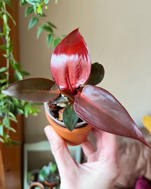 Philodendron Red Sun vs. Prince of Orange 1