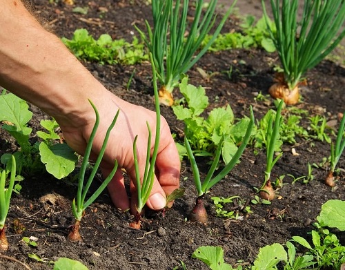 Growing Bigger Onions 4