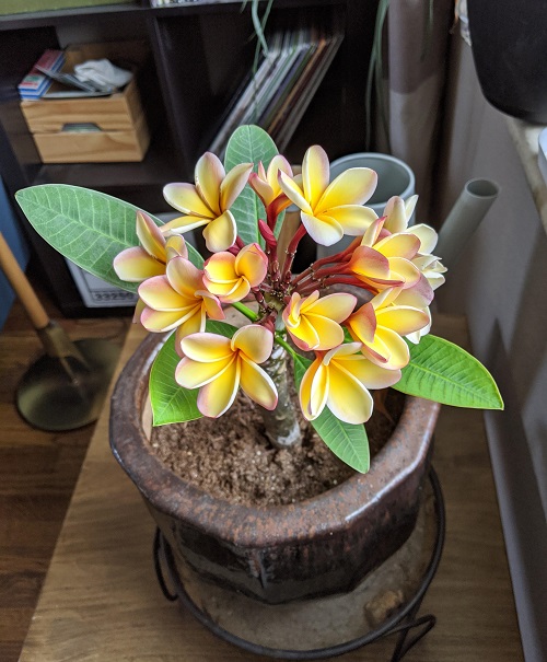 Growing Plumeria in Pots 1