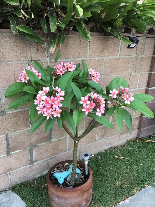 Growing Plumeria in Pots 3