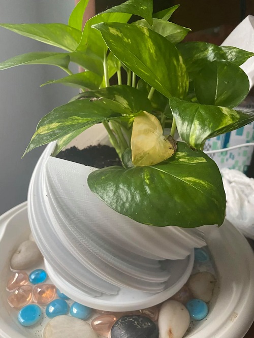 Do Pothos Like Humidity 2