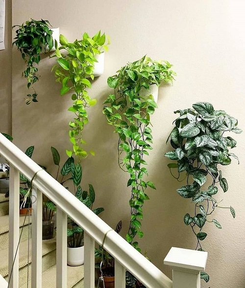 Pothos Vs Philodendron 5