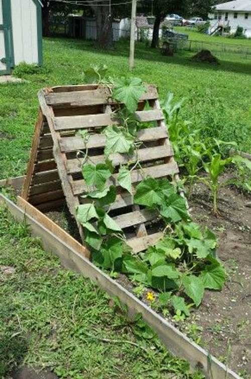 DIY Bean Trellis 9