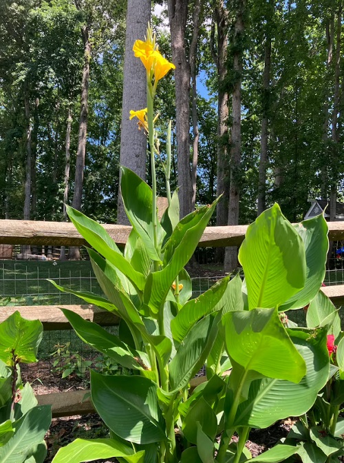 Tall Canna Lily Varieties 7