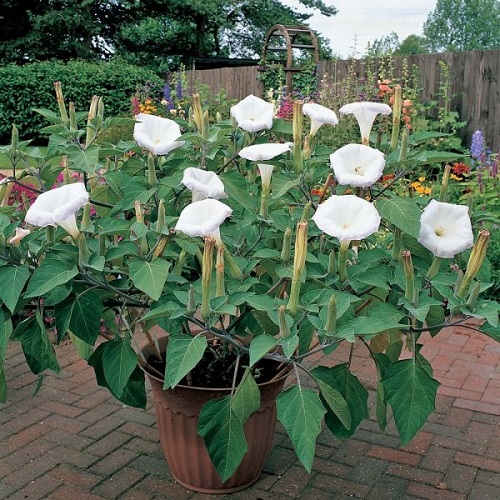 Vines with White Trumpet Flowers 9