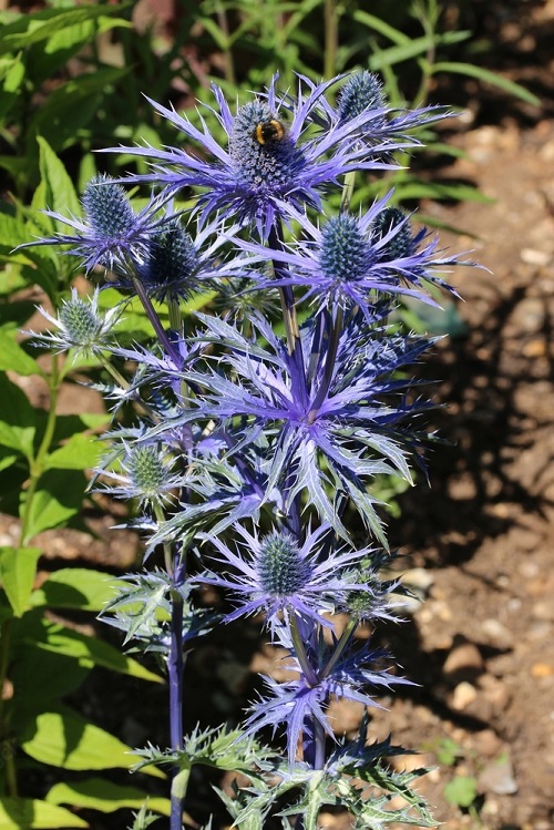 Prickly Leaves plant 15