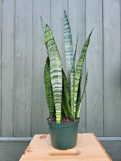 Sansevieria Wintergreen 2