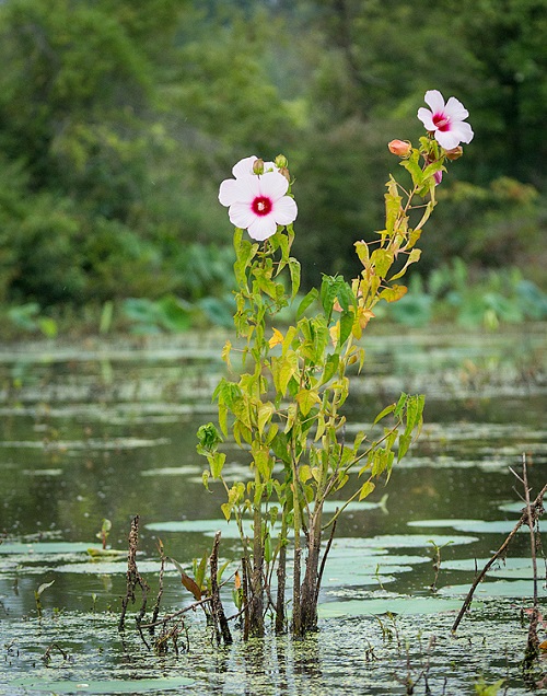 Purple Plants You Can Grow in Water 10