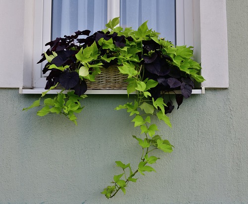 Plants for Window Boxes 15