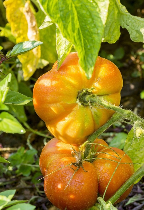 Tomatoes for Sauce 5