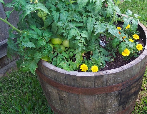 Whiskey Barrel Planters 29