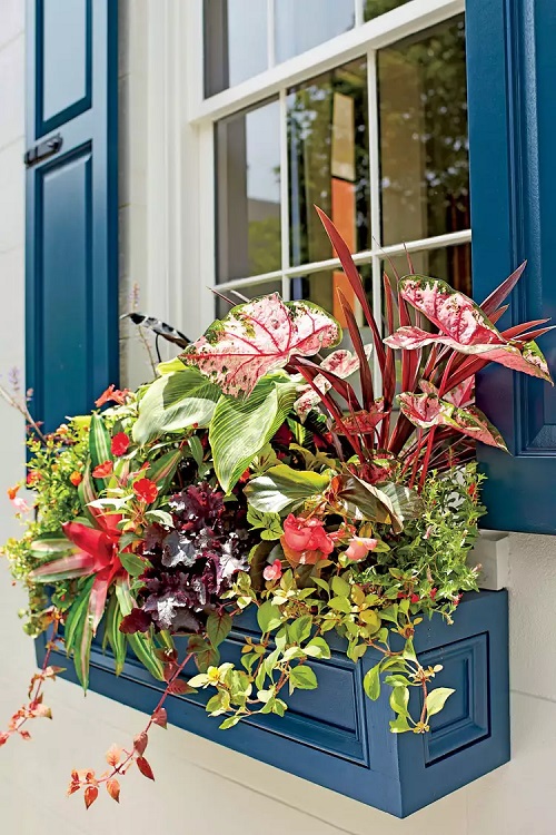 Plants for Window Boxes