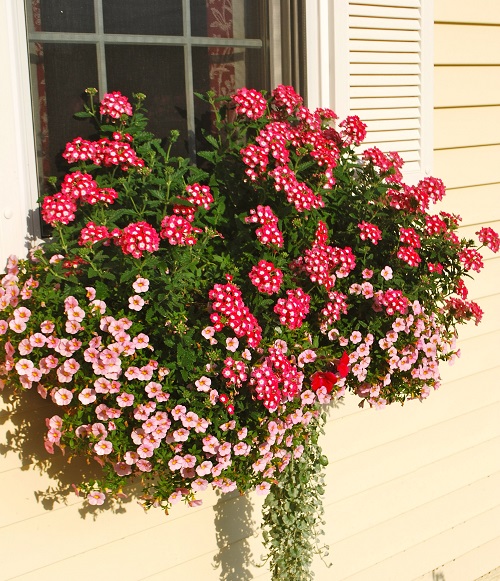 Plants for Window Boxes 5