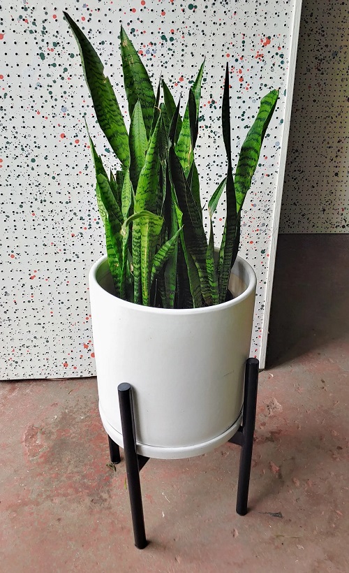 Sansevieria Wintergreen 1