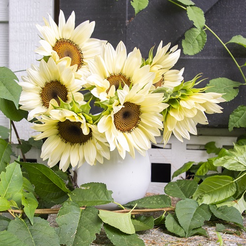 White Flowers with Yellow Center 5