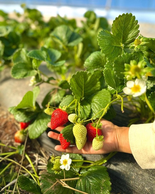 Growing Strawberry from Strawberry Scraps