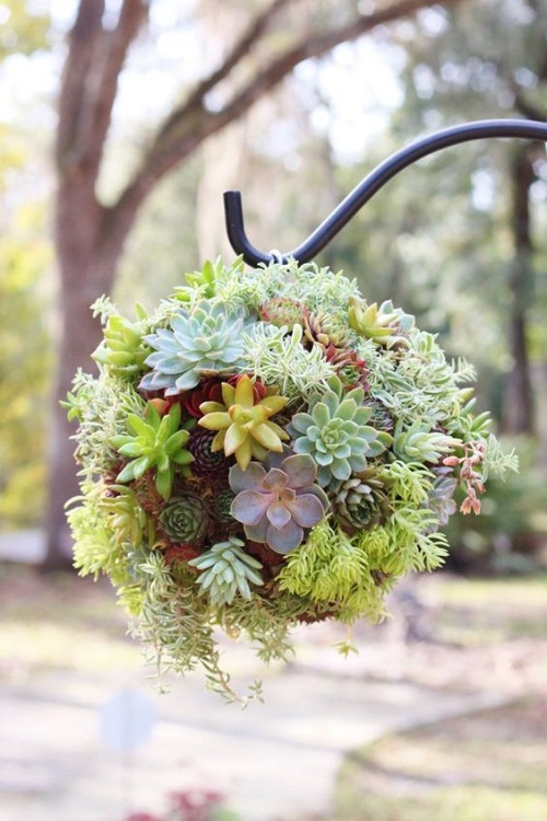  Succulent Ball Ideas 1