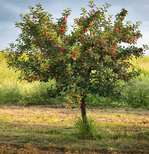 Trees with Red Berries 1