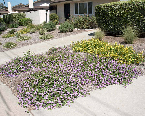 Lantana as Ground Cover Ideas 1