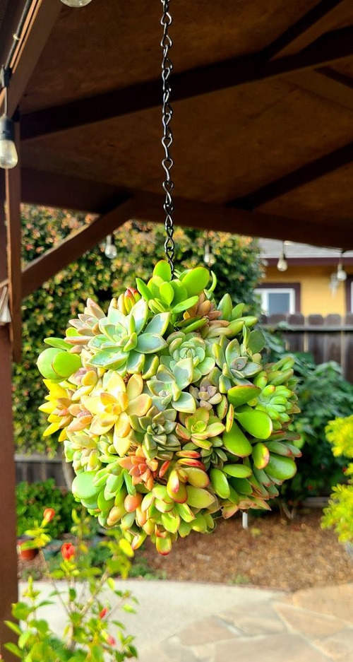  Succulent Ball Ideas 11