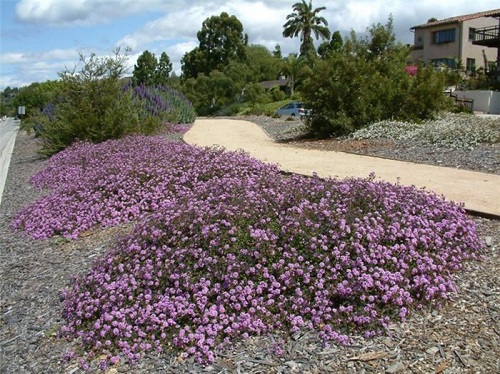 Lantana as Ground Cover Ideas 11