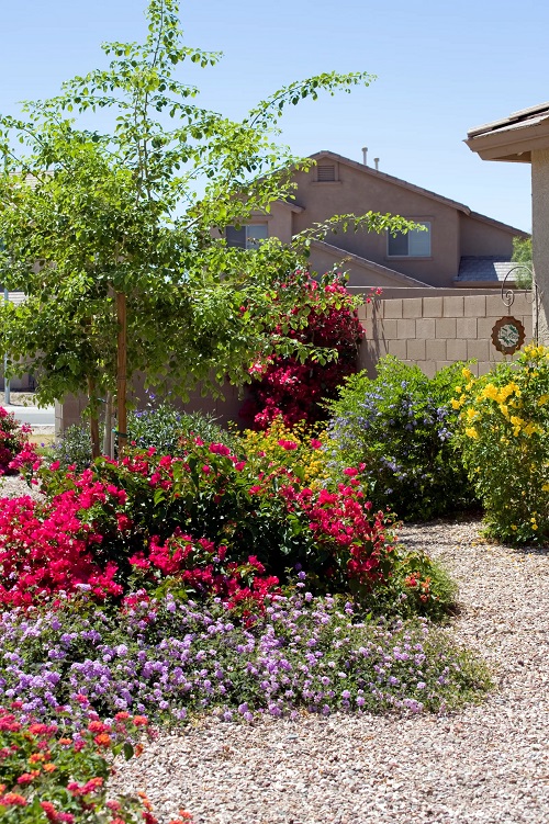 Lantana as Ground Cover Ideas 9