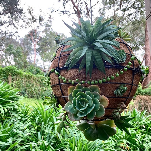  Succulent Ball Ideas 17