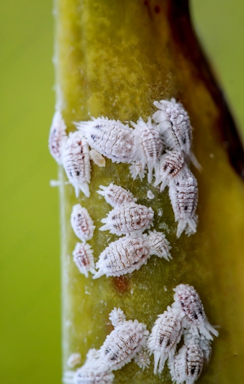 Tiny White Bugs on Plants that Look like Dust 5