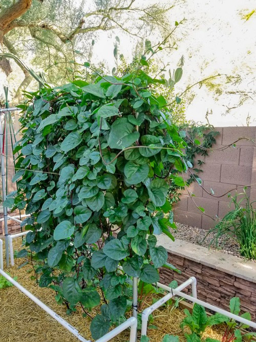 Green Vegetables that Are Vines 1