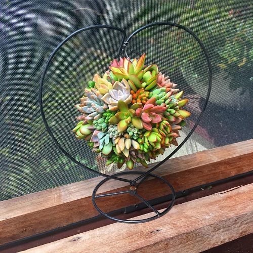  Succulent Ball Ideas 21