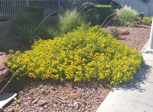 Lantana as Ground Cover Ideas 5